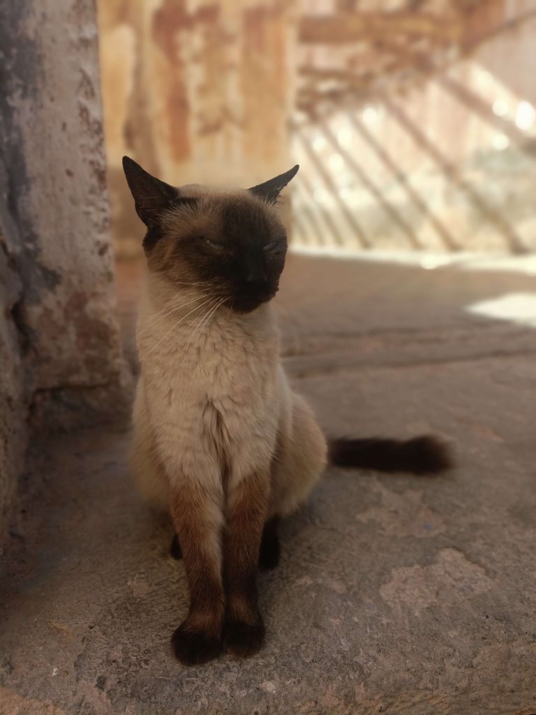 Morocco cat